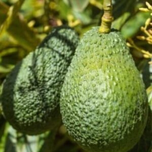 אבוקאדו האס