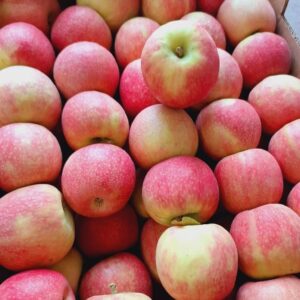 ארגז פינק ליידי